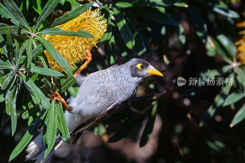 吵闹的矿鸟(Manorina melanocephala)